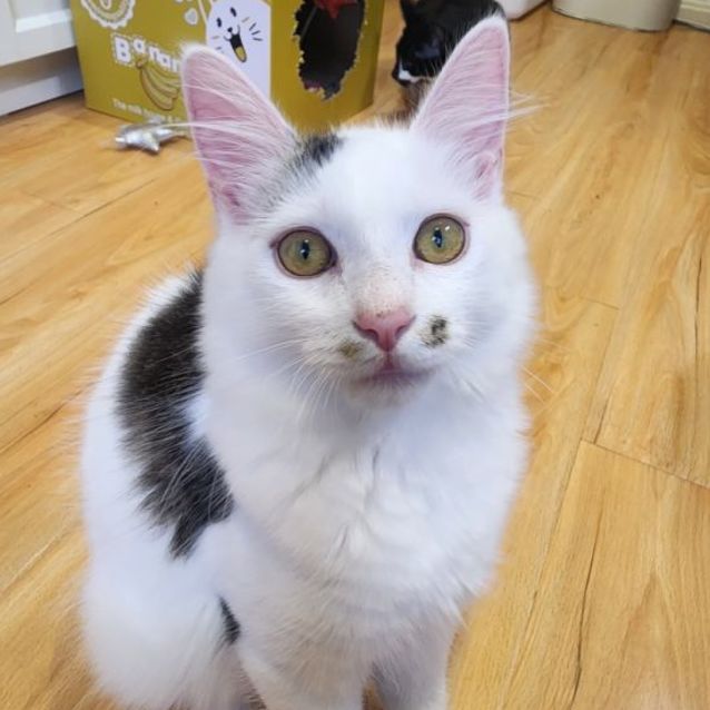 Photo of Snowball ☃️