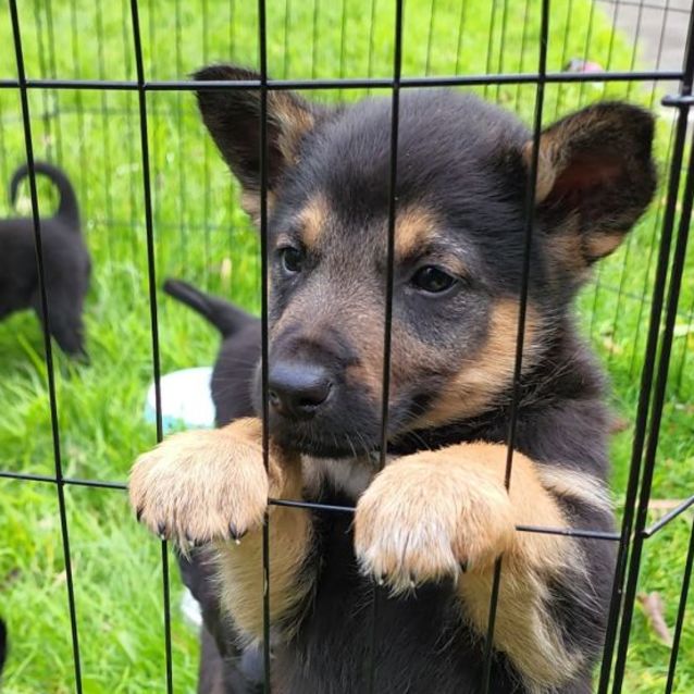 Photo of Indie
