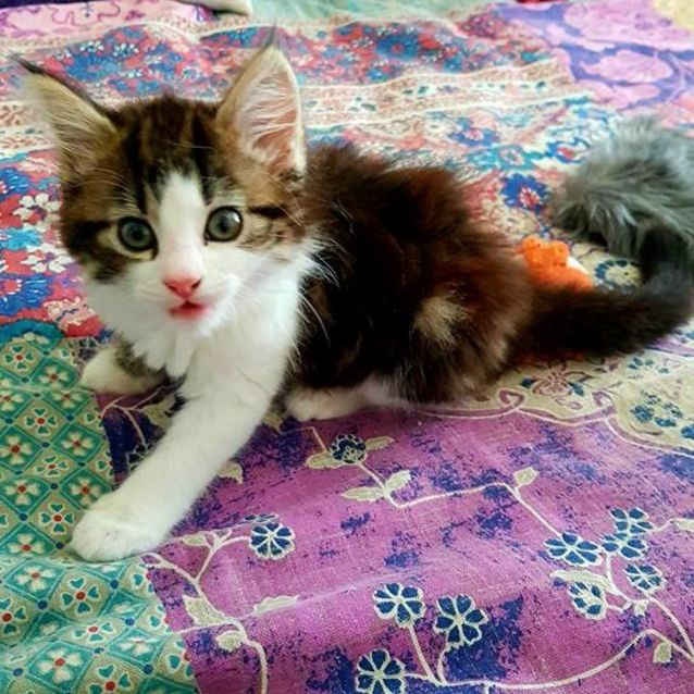 Photo of Ruby ***Adoption Pending***