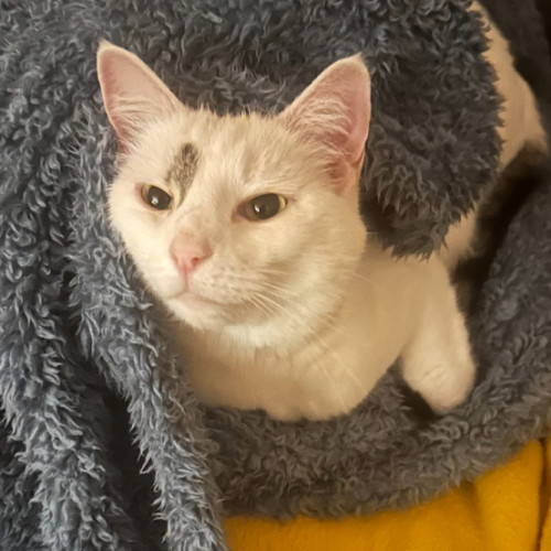 Anya
