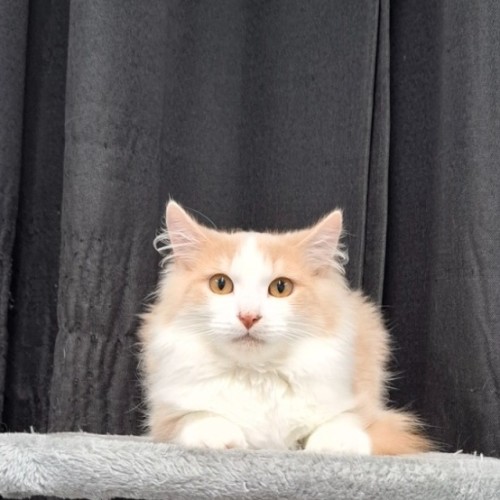 Frankie
