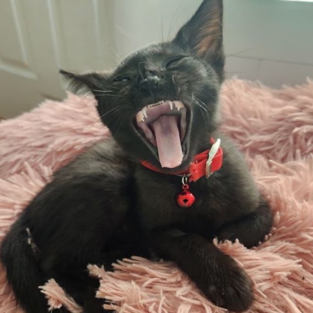 Photo of Habanero ❤️‍🔥🌶🌶