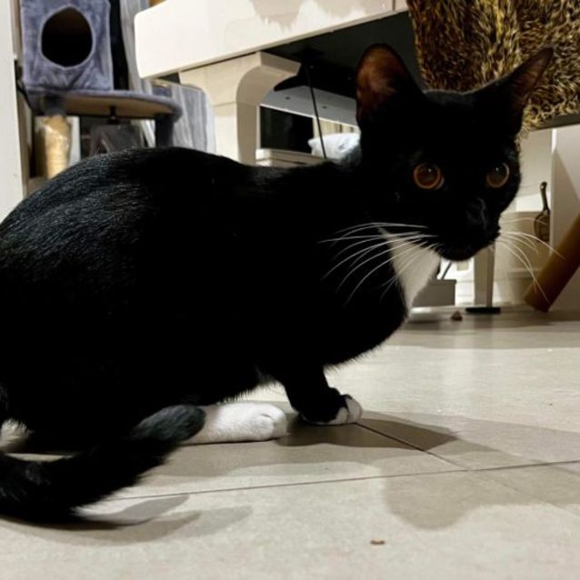 Photo of Magpie And Tiga 