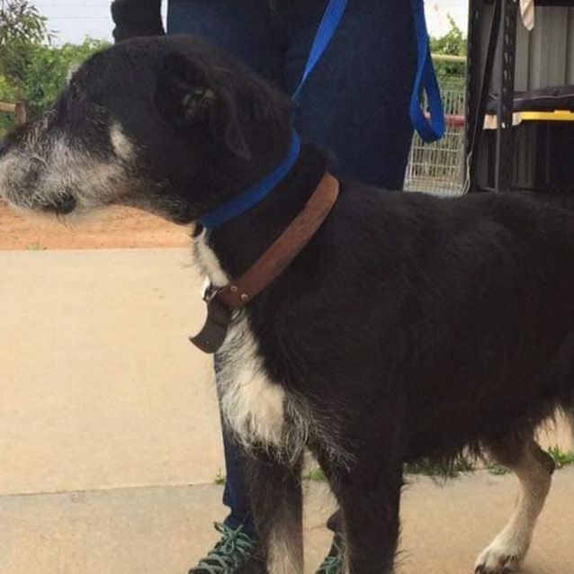 Photo of Prim (Primrose)