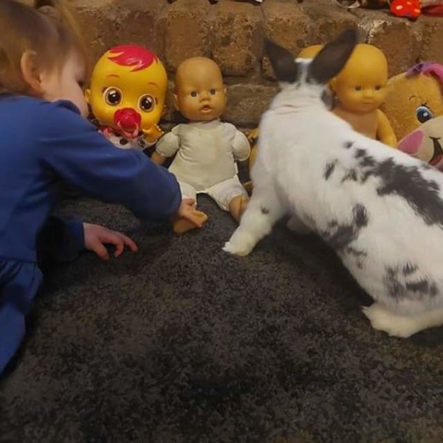 Photo of 🐰Star & Nova🐰(Located In Mount Evelyn)