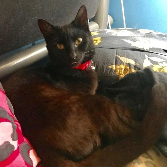 Photo of Midnight Boy