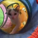 Photo of Snowball