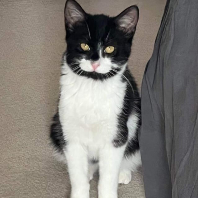Photo of Bandit