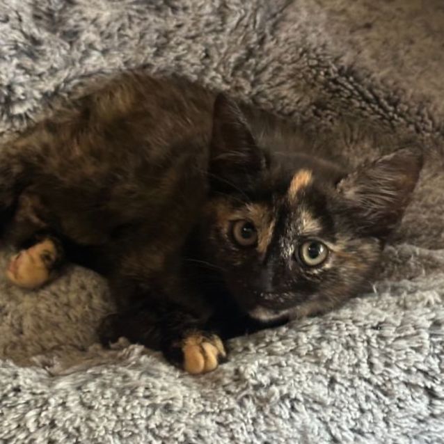Photo of Sacher**2nd Chance Cat Rescue**