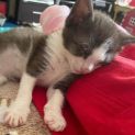 Photo of Zambi **2nd Chance Cat Rescue**