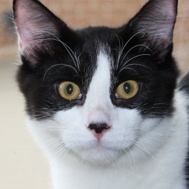 Photo of Hans Solo (And Leia)