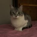 Photo of Jewel 