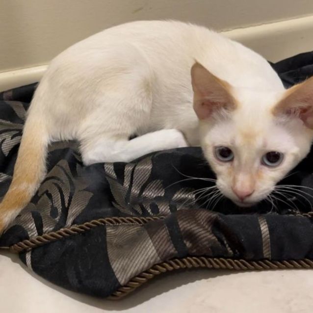 Photo of Chester