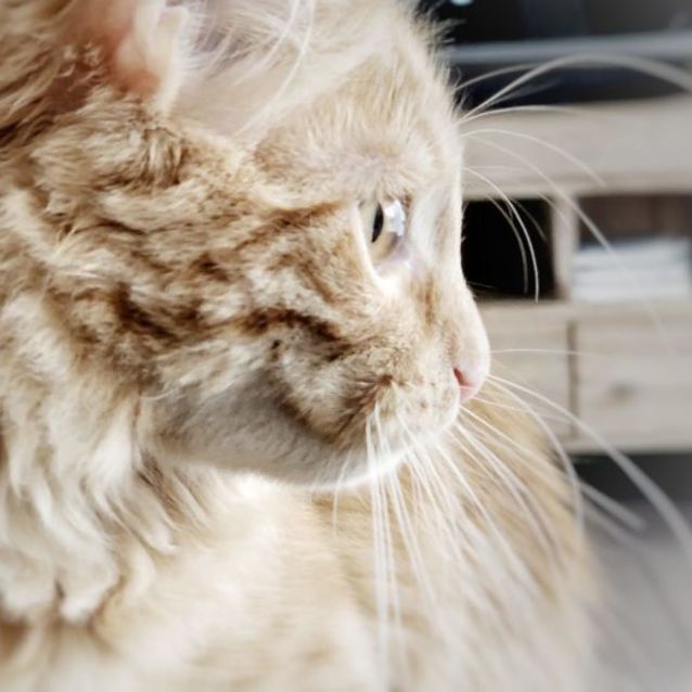 Photo of Rusty ^Dandy Cat Rescue^