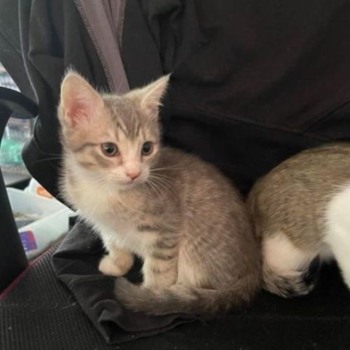 Ash**2nd Chance Cat Rescue**