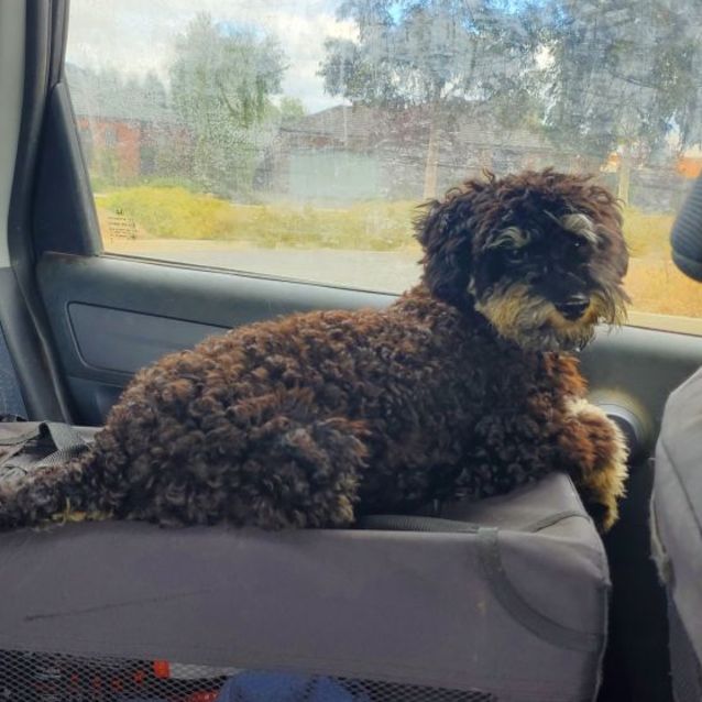 Photo of Apollo. Great Family Puppy!