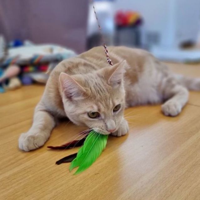 Photo of Dexter