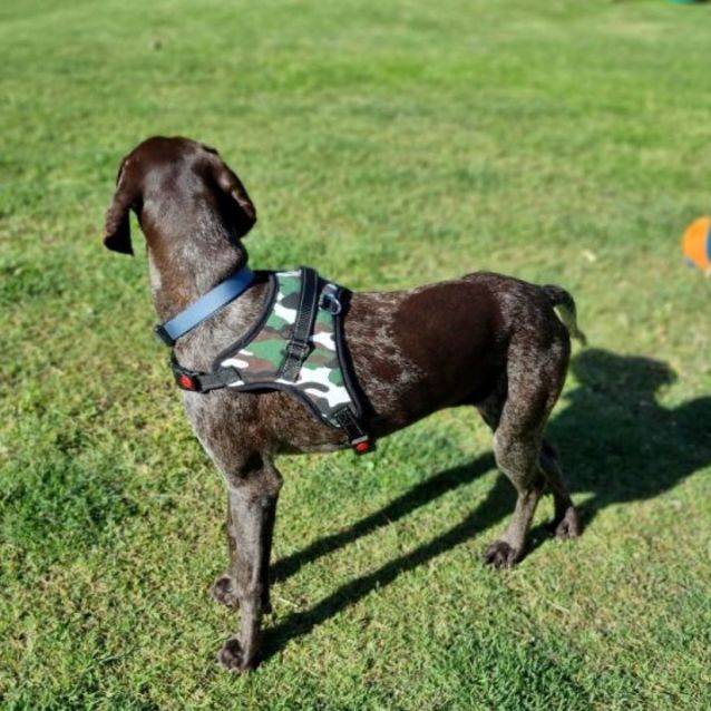 Photo of Hector