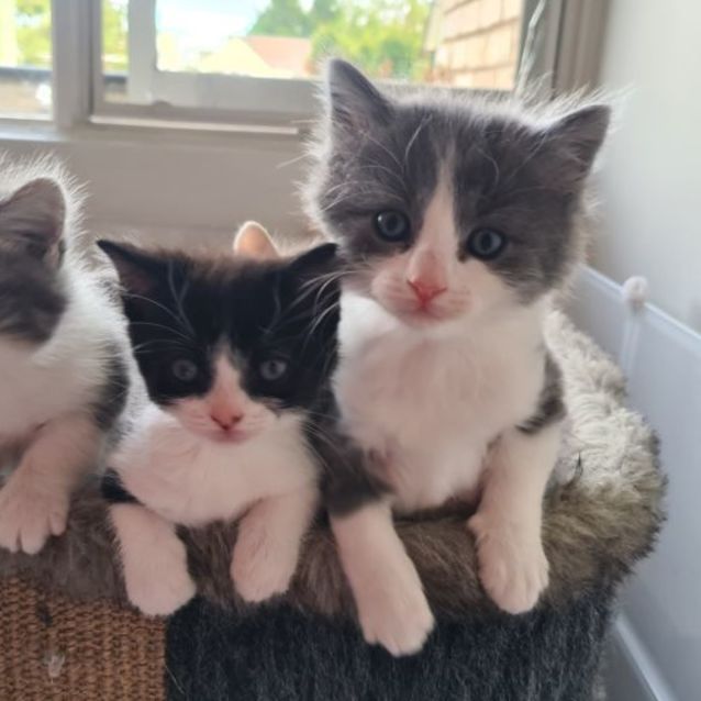 Photo of Oreo