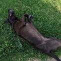 Photo of Moose