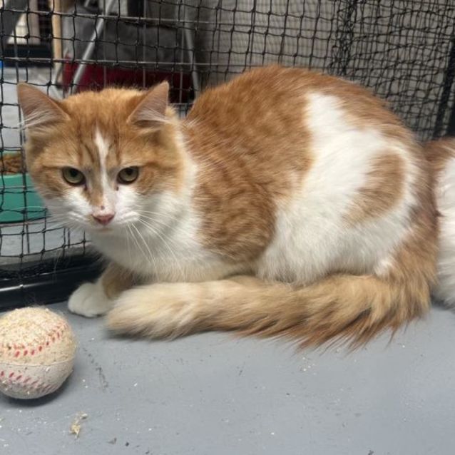 Photo of O'malley **2nd Chance Cat Rescue**