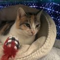 Photo of Kiyomi **2nd Chance Cat Rescue**