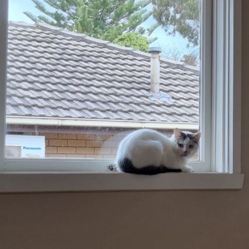 Mocha
