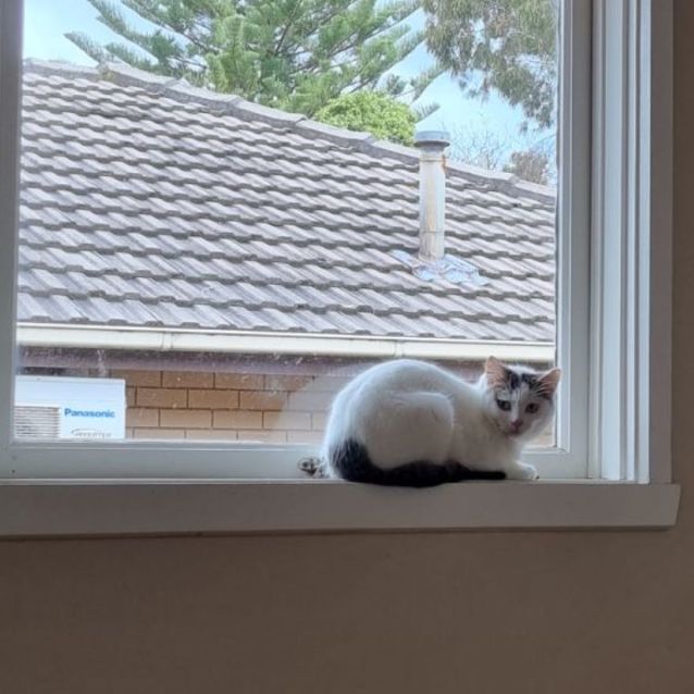 Photo of Mocha