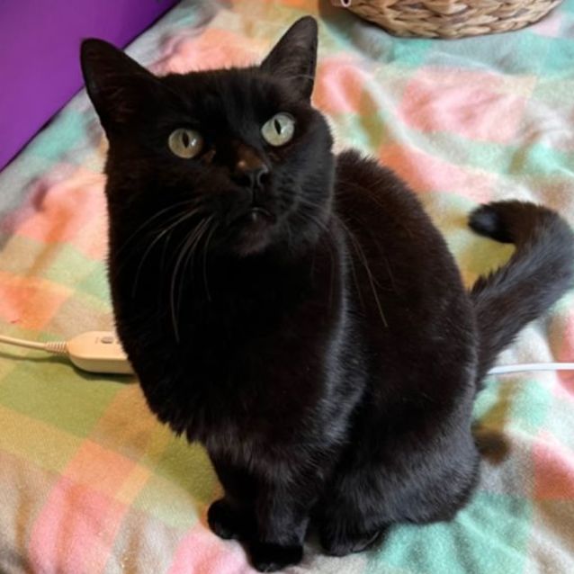 Photo of Miss Kitty   Can Deliver To You