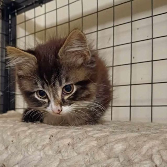 Photo of Bandit **2nd Chance Cat Rescue**