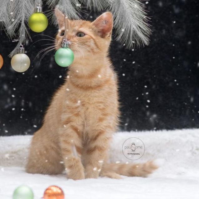 Photo of Ruebli **2nd Chance Cat Rescue**