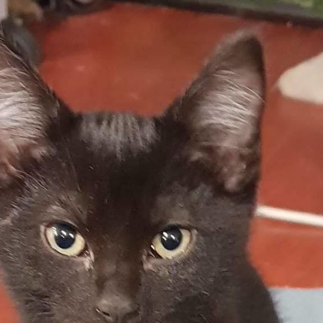 ash - Male Moggie Mix Cat in NSW - PetRescue