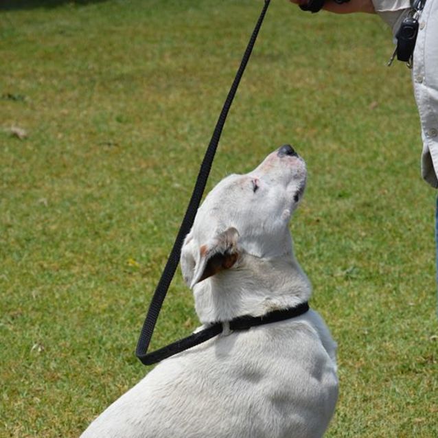 Photo of Patch Dl2019