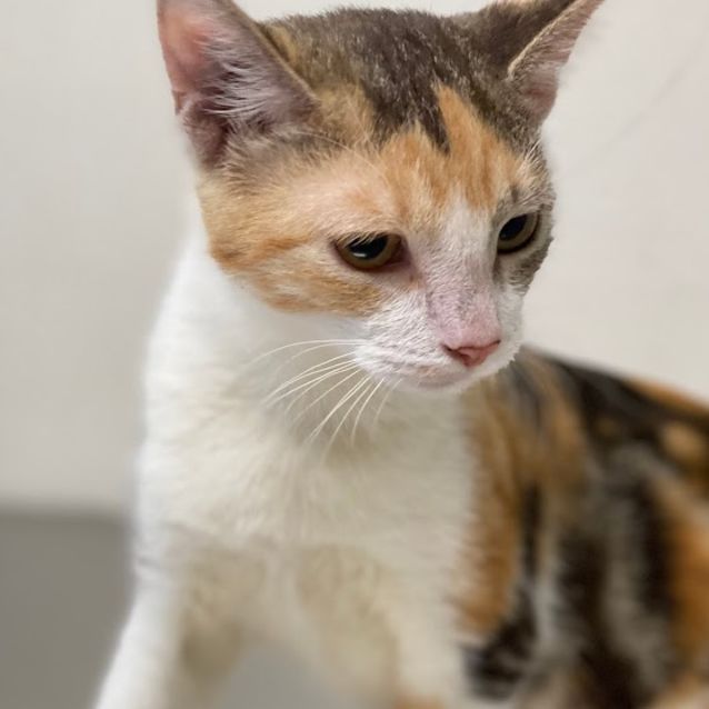 Photo of Salsa