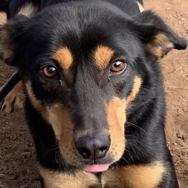 Photo of Cooper 