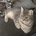 Photo of Little Miss **2nd Chance Cat Resue**