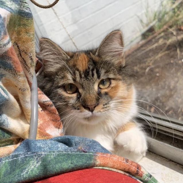 Photo of Chicken 🐣