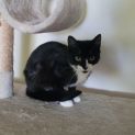 Photo of Clara **2nd Chance Cat Rescue**