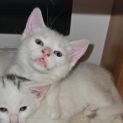 Photo of Des **2nd Chance Cat Rescue**