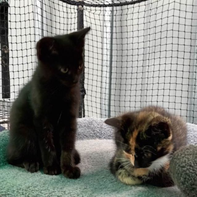 Photo of Hans **2nd Chance Cat Rescue**