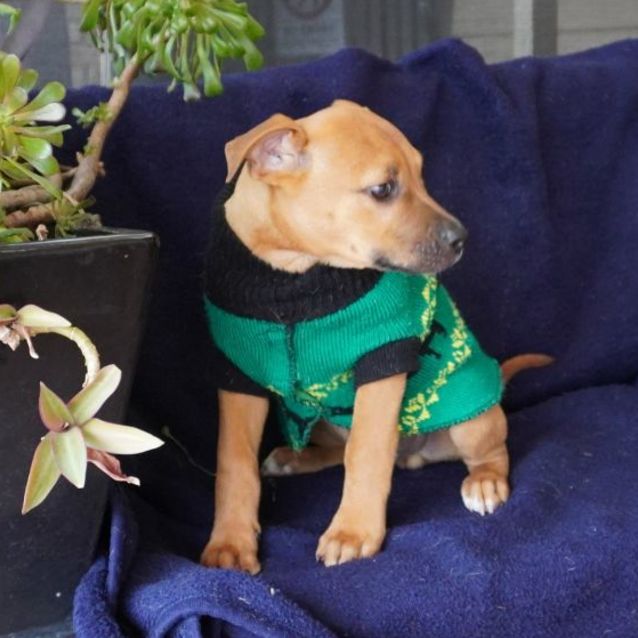 Photo of Buzz