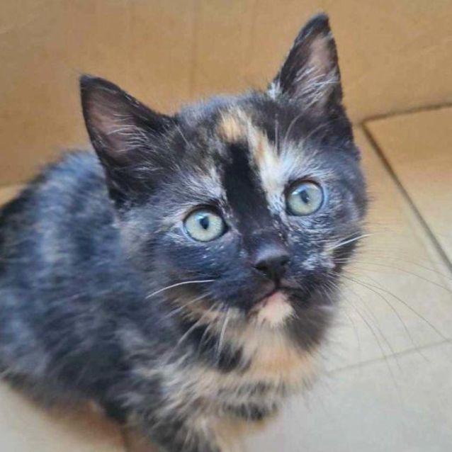 Photo of Rosemary 🌿