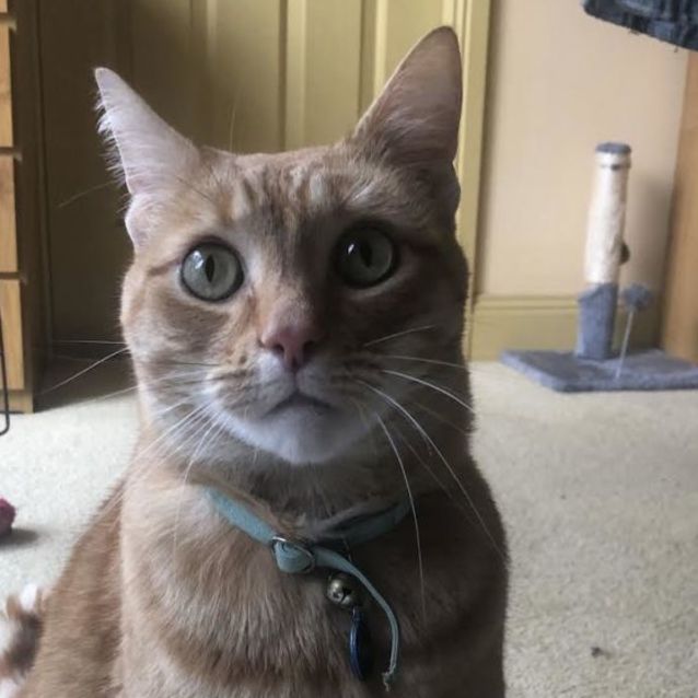 Photo of Boston 🐈‍⬛