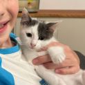 Photo of Curry ** 2nd Chance Cat Rescue**