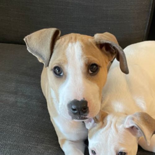 Benjiro 