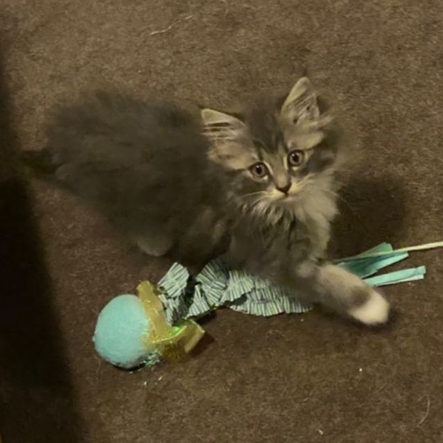 Photo of Sylvie **2nd Chance Cat Rescue**
