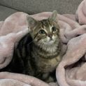 Photo of Jersey **2nd Chance Cat Rescue**