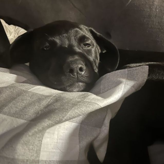 Photo of Teddie B 🧸