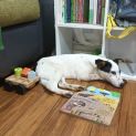 Photo of Daisy