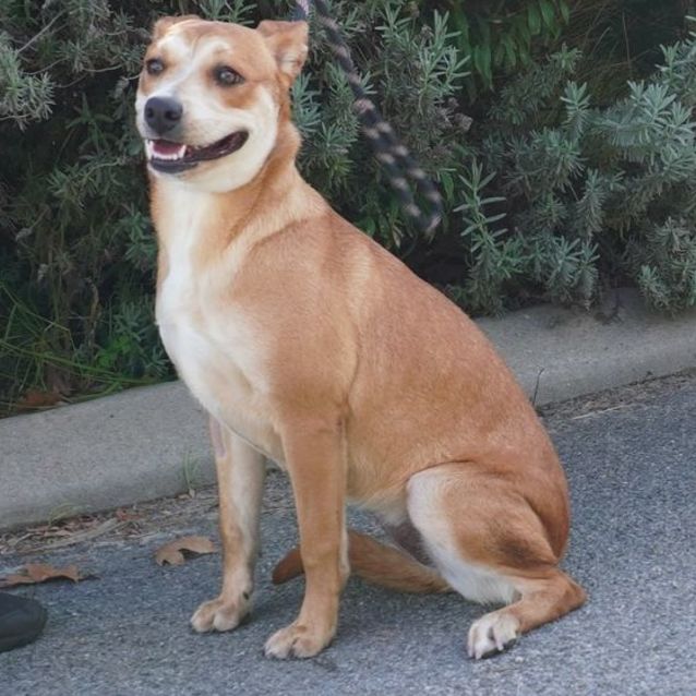 Photo of Whiskey